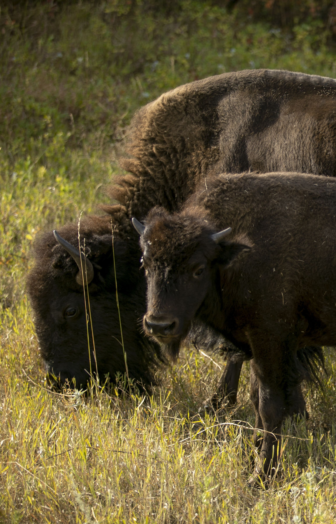 Buffalo Roundup Preview